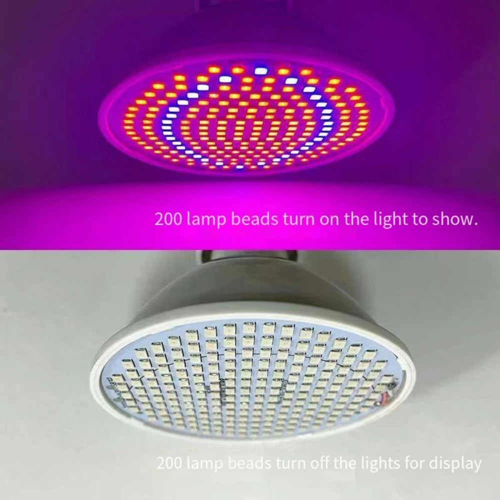 LED beauty lamp